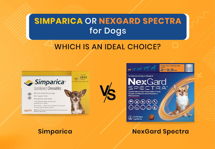 simparica-or-nexgard-spectra-for-dogs-which-is-an-ideal-choice